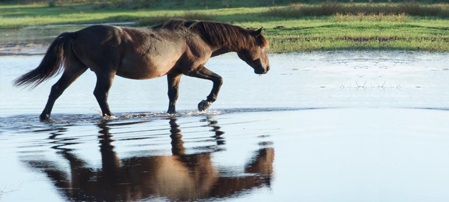 Horse in Corolla | Outer Banks